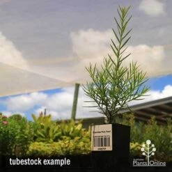 Grevillea Pink Pearl -Felco Shop apo grevillea pink pearl tubestock