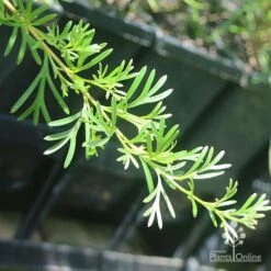 Grevillea Red Wings -Felco Shop apo grevillea red wings stem