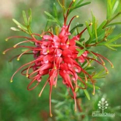 Grevillea Red Wings -Felco Shop apo grevillea red wings winter