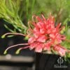 Grevillea Silk Carpet
