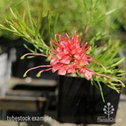 Grevillea Silk Carpet -Felco Shop apo grevillea silk carpet tubestock