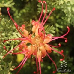 Grevillea Soopa Doopa -Felco Shop apo grevillea soopa doopa flower