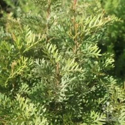 Grevillea Soopa Doopa -Felco Shop apo grevillea soopa doopa foliage2