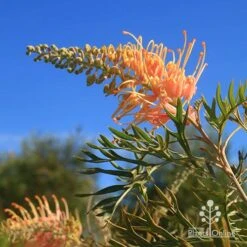 Grevillea Strawberry Pops -Felco Shop apo grevillea strawberry pops blue sky