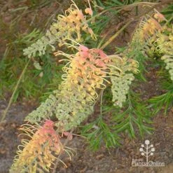 Grevillea Strawberry Pops -Felco Shop apo grevillea strawberry pops buds