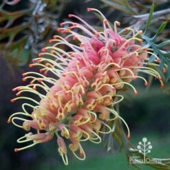Grevillea Strawberry Pops -Felco Shop apo grevillea strawberry pops colour in shade