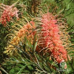 Grevillea Strawberry Pops -Felco Shop apo grevillea strawberry pops flowers
