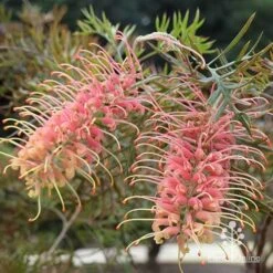 Grevillea Strawberry Pops -Felco Shop apo grevillea strawberry pops in shade