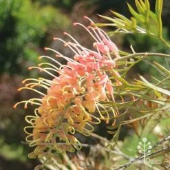 Grevillea Strawberry Pops -Felco Shop apo grevillea strawberry pops sunlit