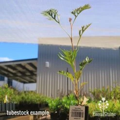Grevillea Strawberry Pops -Felco Shop apo grevillea strawberry pops tubestock