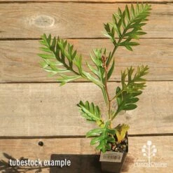 Grevillea Strawberry Pops -Felco Shop apo grevillea strawberry pops tubestock top