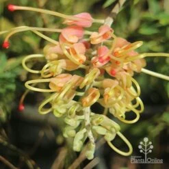 Grevillea Strawberry Sundae -Felco Shop apo grevillea strawberry sundae opening