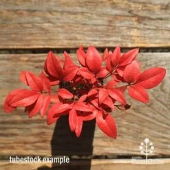 Nandina Gulf Stream -Felco Shop apo gulf stream winter colour tubestock