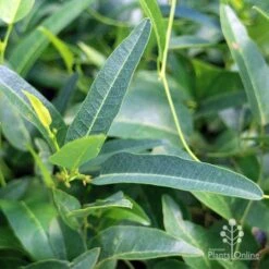 Hardenbergia Snow White - White Coral Pea -Felco Shop apo hardenbergia snow white foliage