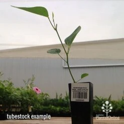 Hardenbergia Snow White - White Coral Pea -Felco Shop apo hardenbergia snow white tubestock