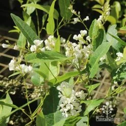 Hardenbergia Snow White - White Coral Pea -Felco Shop apo hardenbergia white flowering tubestock