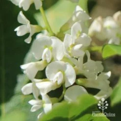 Hardenbergia Snow White - White Coral Pea -Felco Shop apo hardenbergia white flowers