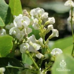 Hardenbergia Snow White - White Coral Pea -Felco Shop apo hardenbergia white flowers2