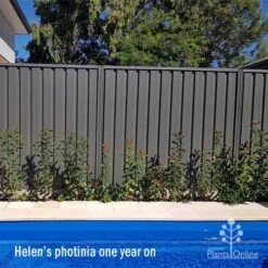 Photinia Thin Red 18 Photinia Thin Red -Felco Shop apo helen wheadon photinia