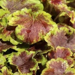 Heucherella Solar Eclipse - Foamy Bells 17 Heucherella Solar Eclipse - Foamy Bells -Felco Shop apo heuchera solar eclipse