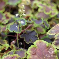 Heucherella Solar Eclipse - Foamy Bells 20 Heucherella Solar Eclipse - Foamy Bells -Felco Shop apo heuchera solar eclipse dark