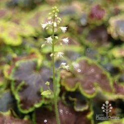 Heucherella Solar Eclipse - Foamy Bells 14 Heucherella Solar Eclipse - Foamy Bells -Felco Shop apo heuchera solar eclipse flowers 1