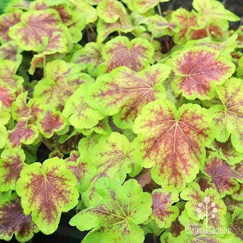 Heucherella Solar Eclipse - Foamy Bells 12 Heucherella Solar Eclipse - Foamy Bells - Image 12
