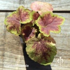 Heucherella Solar Eclipse - Foamy Bells 15 Heucherella Solar Eclipse - Foamy Bells -Felco Shop apo heuchera solar eclipse tubestock top winter