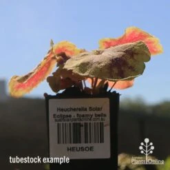 Heucherella Solar Eclipse - Foamy Bells 18 Heucherella Solar Eclipse - Foamy Bells -Felco Shop apo heuchera solar eclipse tubestock winter