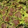 Heucherella Solar Eclipse - Foamy Bells