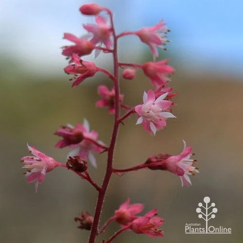 Heucherella Tapestry - Foamy Bells 9 Heucherella Tapestry - Foamy Bells - Image 9