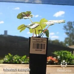 Heucherella Tapestry - Foamy Bells 19 Heucherella Tapestry - Foamy Bells -Felco Shop apo heucherella tapestry tubestock