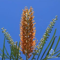 Grevillea Honey Gem -Felco Shop apo honey gem flower blue sky