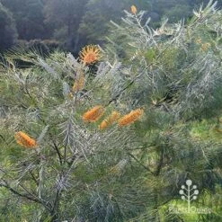 Grevillea Honey Gem -Felco Shop apo honey gem grevillea bushes silvery