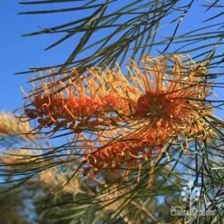 Grevillea Honey Gem -Felco Shop apo honey gem grevillea flower foliage winter