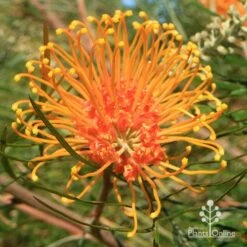 Grevillea Honey Gem -Felco Shop apo honey gem grevillea flower full open