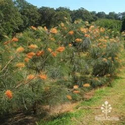 Grevillea Honey Gem -Felco Shop apo honey gem grevilleas in paddock