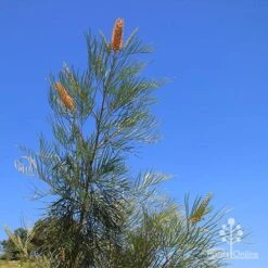 Grevillea Honey Gem -Felco Shop apo honey gem nursery blue sky