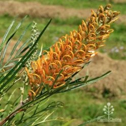 Grevillea Honey Gem -Felco Shop apo honey gem nursery flower