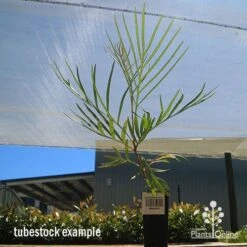 Grevillea Honey Gem -Felco Shop apo honey gem tubestock large