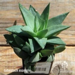 Haworthia Savanna - Succulent 12 Haworthia Savanna - Succulent -Felco Shop apo howarthia savanna lage size