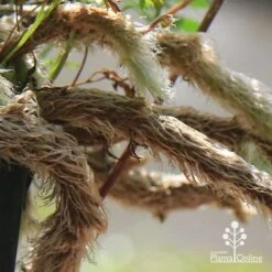 Humata - Rabbit's Foot Fern 21 Humata - Rabbit's Foot Fern -Felco Shop apo humata fern aerial roots close