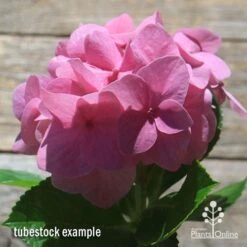 Hydrangea Alpengluhen -Felco Shop apo hydrangea alpengluhen flower