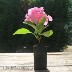 Hydrangea Alpengluhen -Felco Shop apo hydrangea alpengluhen tubestock