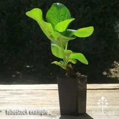 Hydrangea Assorted -Felco Shop apo hydrangea macrophylla tubestock