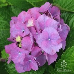 Hydrangea Assorted -Felco Shop apo hydrangea purple nursery