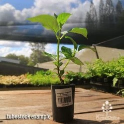 Hydrangea President R Touchard -Felco Shop apo hydrangea touchard tubestock