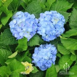 Hydrangea Assorted -Felco Shop apo hydrangeas nursery