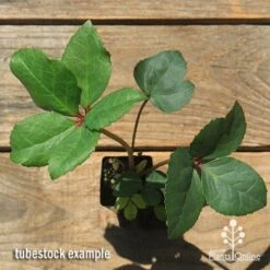 Hellebore Ice Breaker Max - Winter Rose -Felco Shop apo icebreaker max hellebore tubestock top