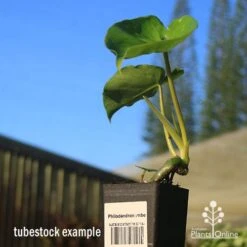 Philodendron Imbe 11 Philodendron Imbe -Felco Shop apo imbe tubestock blue sky